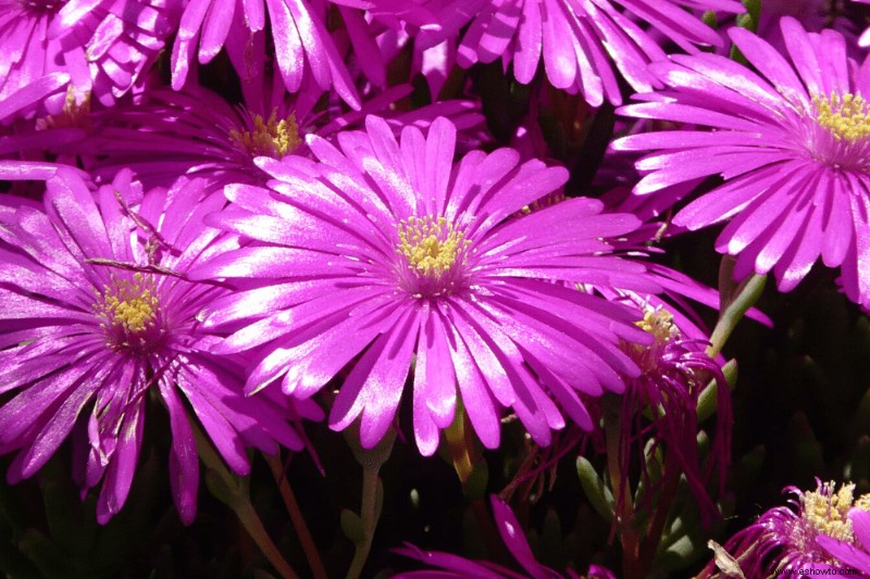 7 mejores plantas perennes para el color de finales de verano