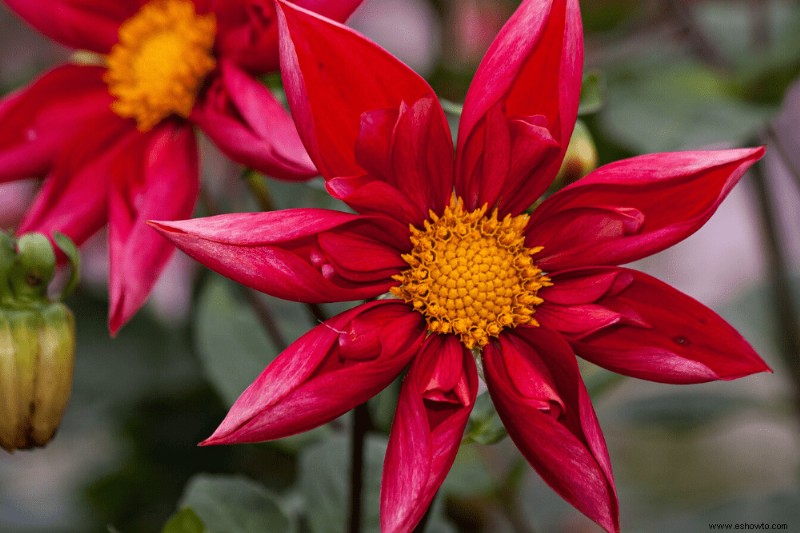 7 mejores plantas perennes para el color de finales de verano