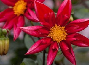 Las 7 Mejores Plantas Perennes para un Jardín Vibrante al Final del Verano