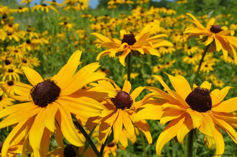 7 mejores plantas perennes para el color de finales de verano