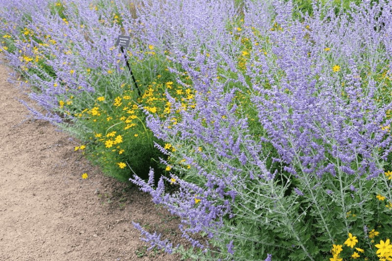 7 mejores plantas perennes para el color de finales de verano