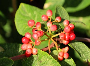 4 Arbustos de Bayas Ideales para Enriquecer Tu Jardín