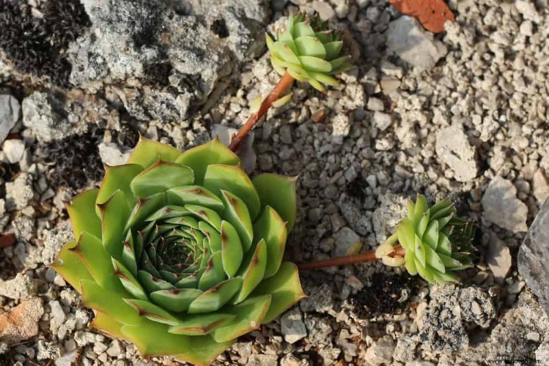 3 plantas que crecen a partir de esquejes en el suelo