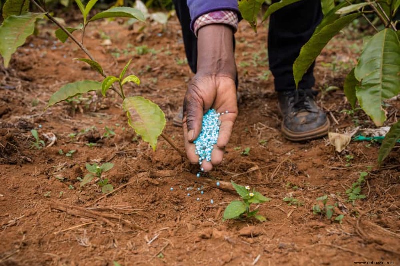 Diez consejos para cultivar un jardín de invernadero