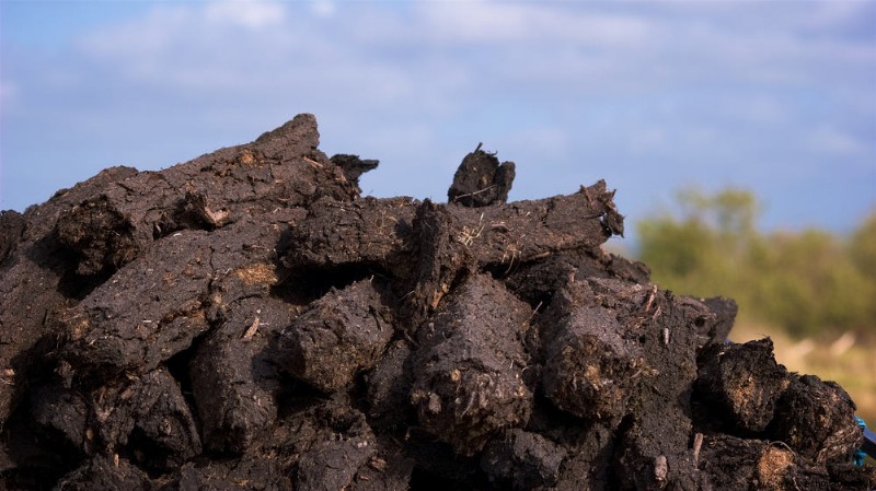 Por qué debería dejar de usar Peat Moss