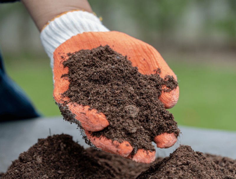 Por qué debería dejar de usar Peat Moss