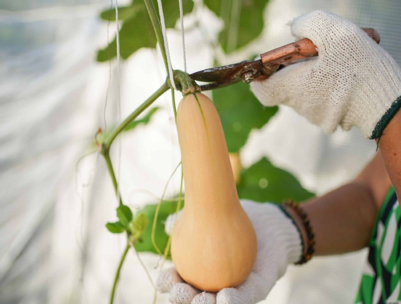 Cómo cosechar calabaza moscada