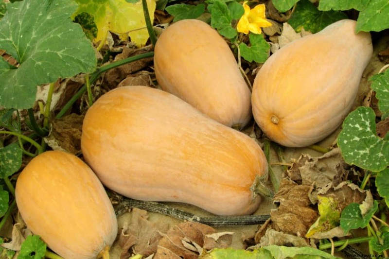 Cómo cosechar calabaza moscada