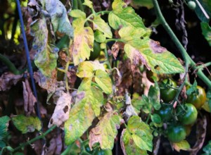 Por qué se marchitan las plantas de tomate: causas comunes y soluciones efectivas