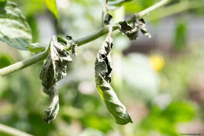 Por qué sus plantas de tomate se están marchitando