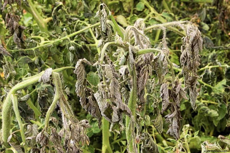 Por qué sus plantas de tomate se están marchitando