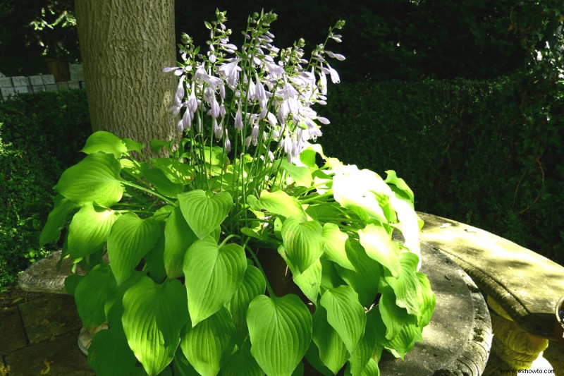 12 plantas perennes de larga duración que debe agregar a su jardín