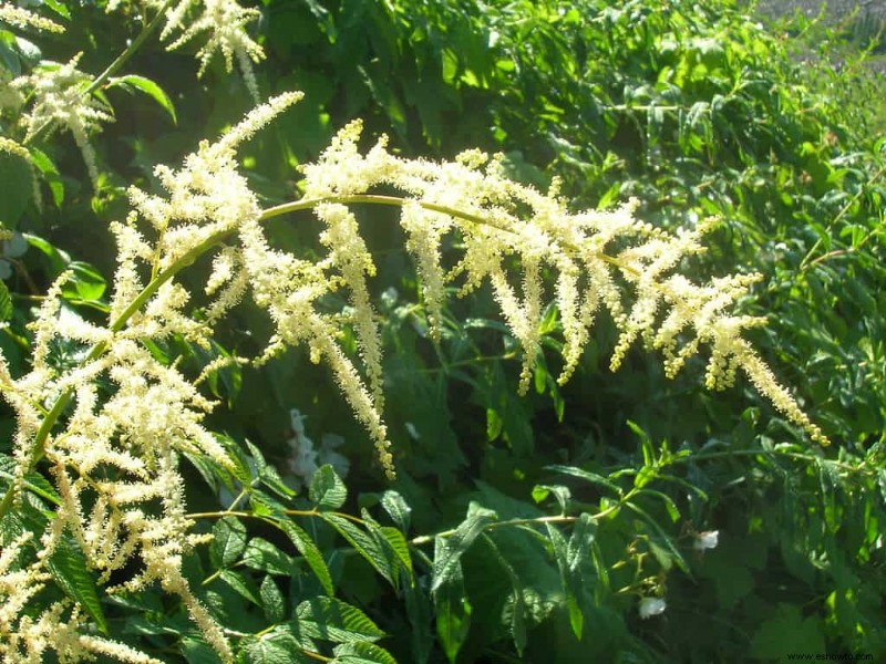 12 plantas perennes de larga duración que debe agregar a su jardín