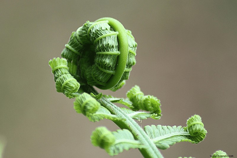 12 plantas perennes de larga duración que debe agregar a su jardín