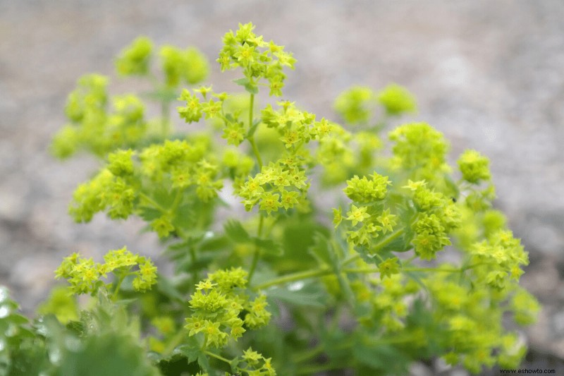 12 plantas perennes de larga duración que debe agregar a su jardín