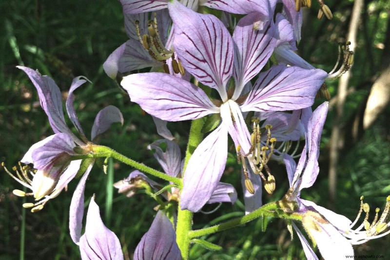 12 plantas perennes de larga duración que debe agregar a su jardín