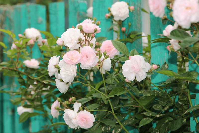 12 plantas perennes de larga duración que debe agregar a su jardín