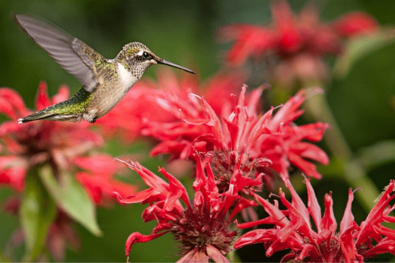 12 plantas perennes de larga duración que debe agregar a su jardín