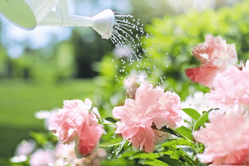 12 plantas perennes de larga duración que debe agregar a su jardín