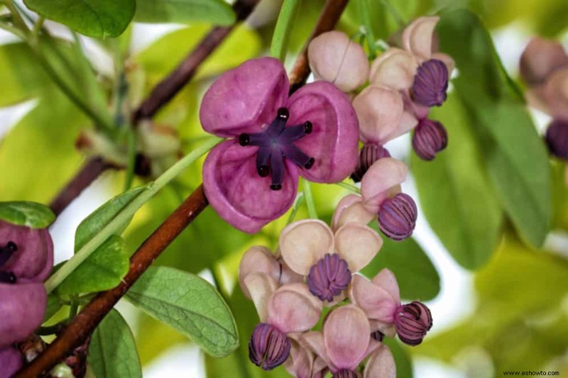 Las mejores 7 enredaderas y trepadoras con flores de verano