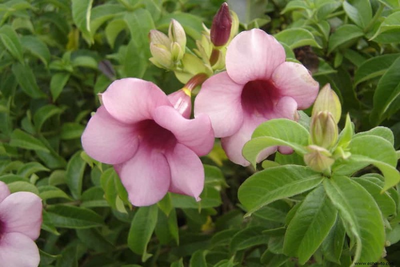 Las mejores 7 enredaderas y trepadoras con flores de verano