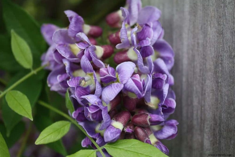 Las mejores 7 enredaderas y trepadoras con flores de verano