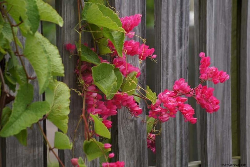 Las mejores 7 enredaderas y trepadoras con flores de verano