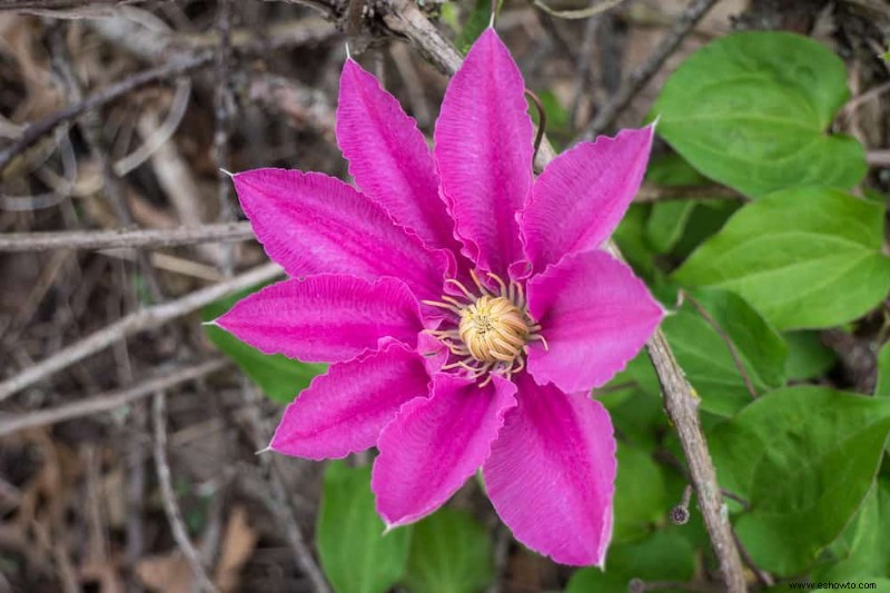 Las mejores 7 enredaderas y trepadoras con flores de verano