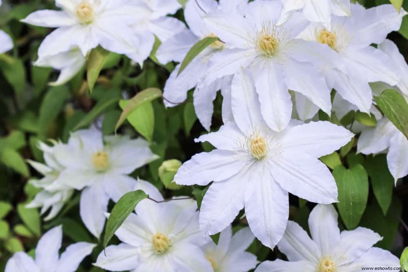 Las mejores 7 enredaderas y trepadoras con flores de verano