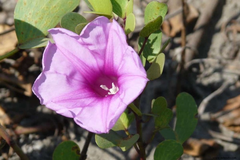 Las mejores 7 enredaderas y trepadoras con flores de verano