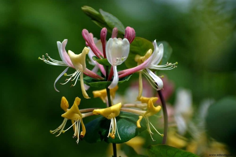 Las mejores 7 enredaderas y trepadoras con flores de verano