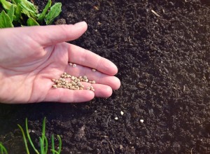 Guía completa para cultivar y cuidar plantas boca de dragón