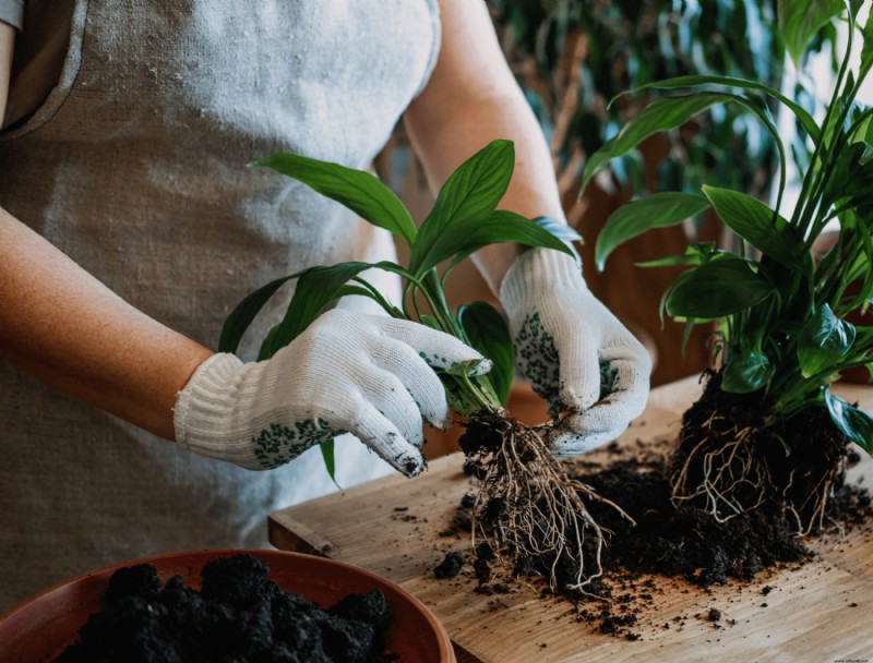 6 señales de exceso de fertilización de las plantas de interior