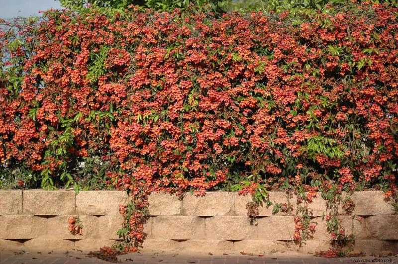 8 enredaderas florecientes para plantar para obtener flores de verano continuas