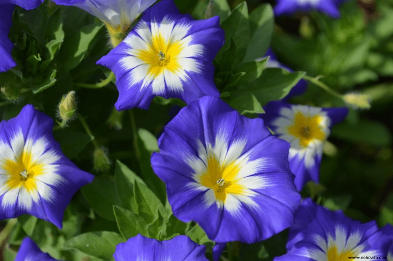 8 enredaderas florecientes para plantar para obtener flores de verano continuas