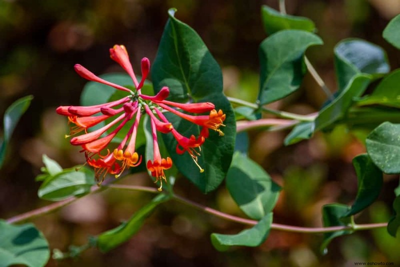 8 enredaderas florecientes para plantar para obtener flores de verano continuas