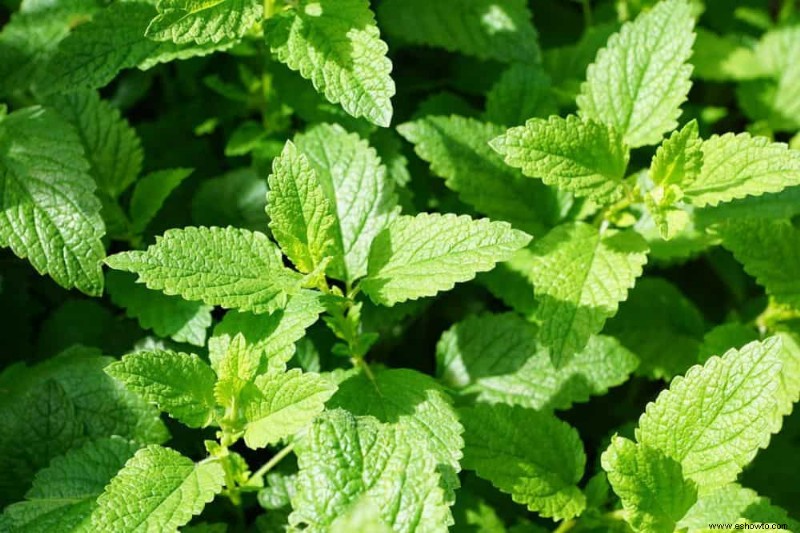 Cómo evitar que la menta se apodere de su jardín