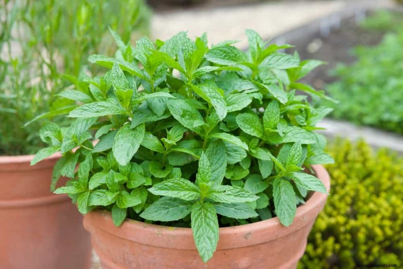 Cómo evitar que la menta se apodere de su jardín