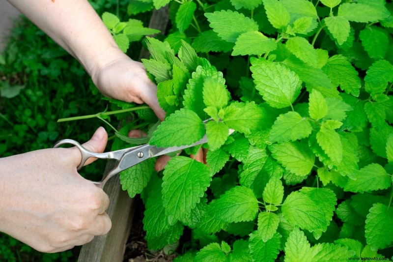 Cómo evitar que la menta se apodere de su jardín