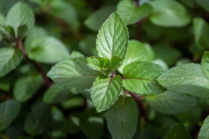 Cómo evitar que la menta se apodere de su jardín