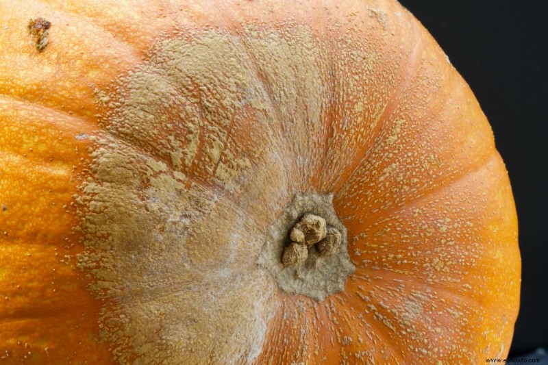 4 problemas comunes del cultivo de calabazas a los que hay que estar atentos