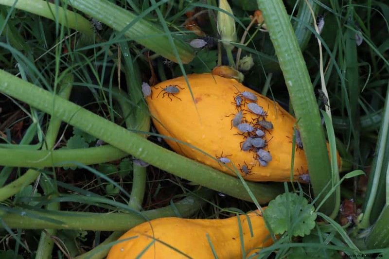 4 problemas comunes del cultivo de calabazas a los que hay que estar atentos