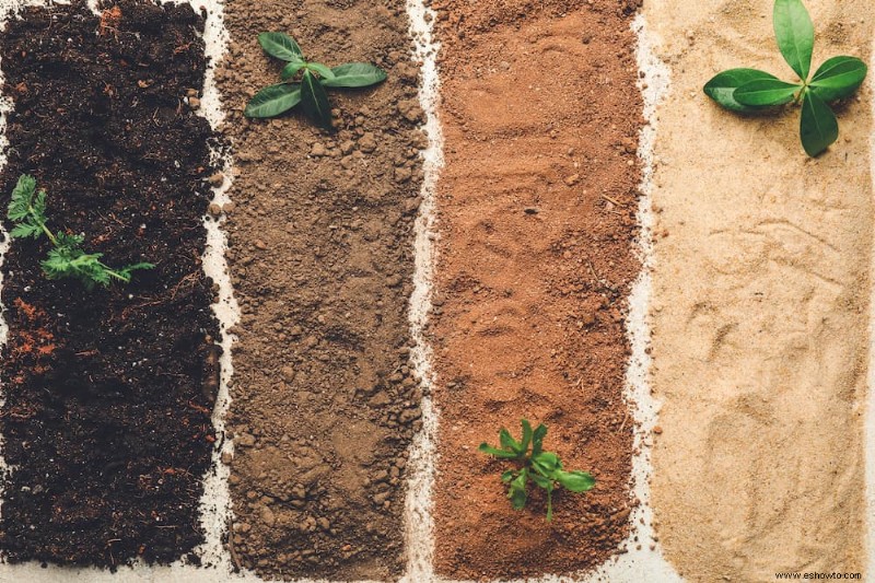 ¿Qué suelo es mejor para las plantas de invernadero?