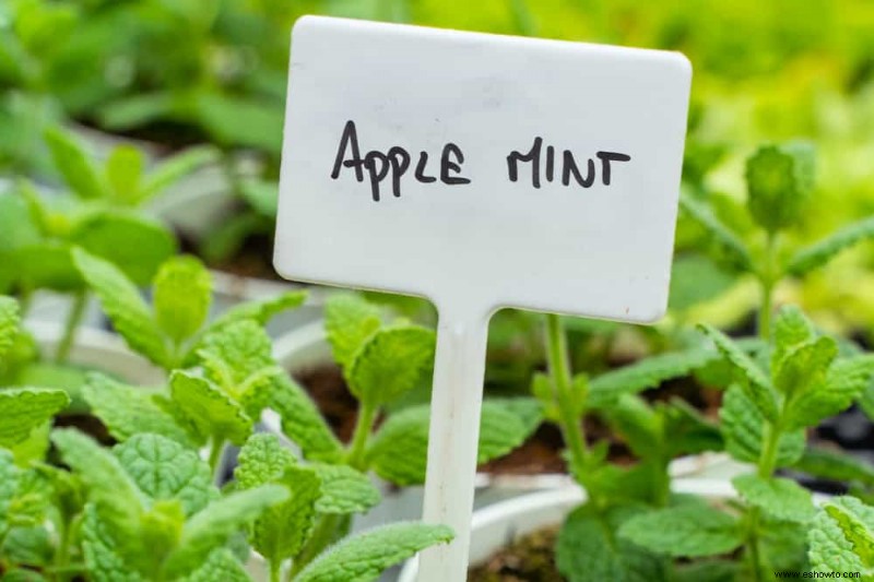 Cómo cultivar menta en contenedores