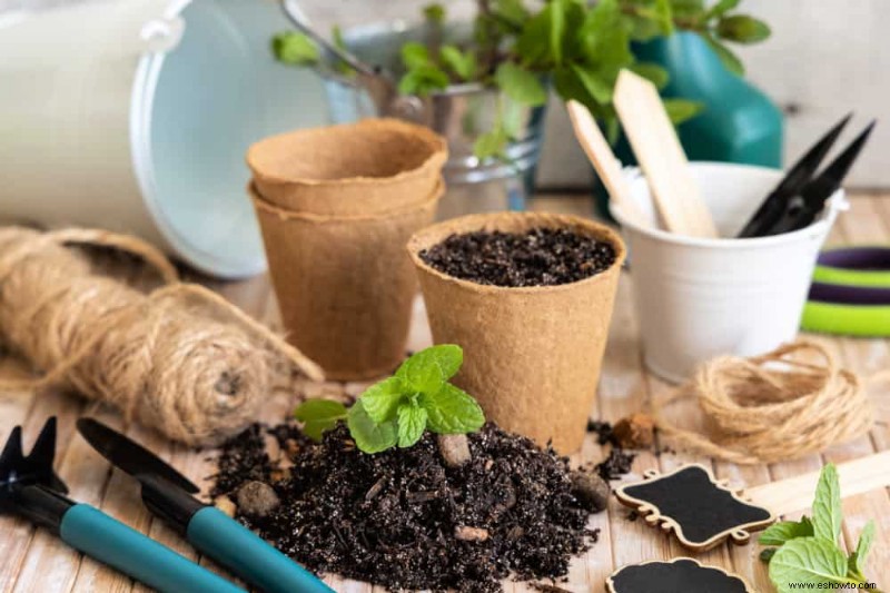 Cómo cultivar menta en contenedores