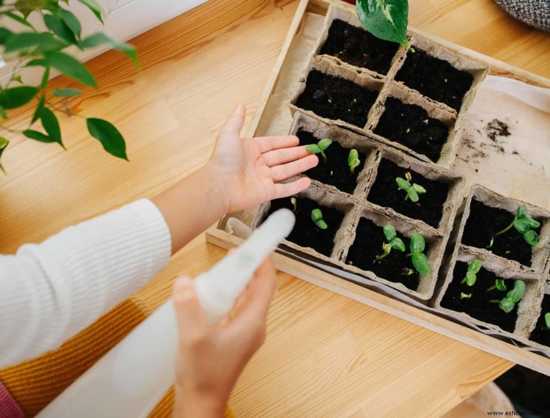 Cómo cultivar menta en contenedores