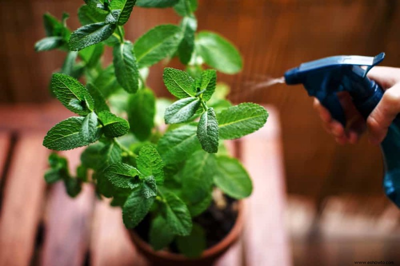 Cómo cultivar menta en contenedores