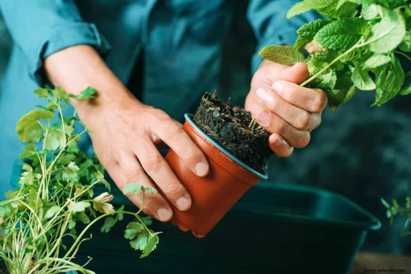 Cómo cultivar menta en contenedores