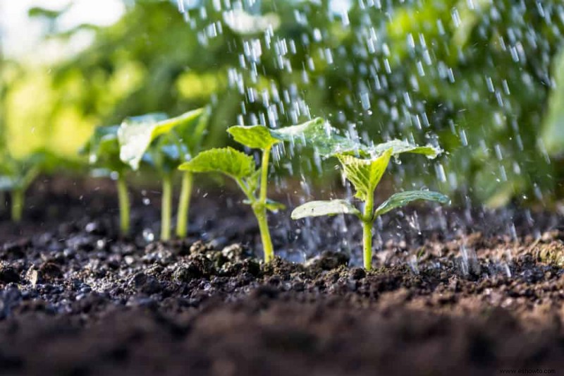 5 consejos para cultivar pepinos en camas elevadas