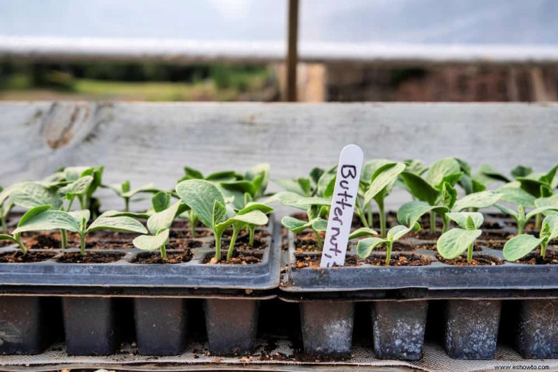 Cómo cultivar calabaza moscada en contenedores